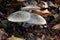 Spotted gray mushrooms