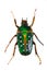 Spotted green beetle on the white background