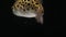 Spotted green pufferfish, tetraodon or Dichotomyctere nigroviridis on black background