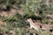 Spotted Ground Squirrel in early morning light near Santa Fe, New Mexico, USA