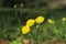 Spotted hawkweed  flower close up shoot.