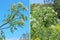 Spotted Hemlock (Conium maculatum) - biennial herbaceous plant s