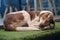 A spotted homeless dog lies on carpet at the street