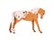 Spotted horse of Appaloosa breed. Stallion doing stretching exercise in standing position, pose, side view. Steed