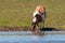 Spotted horse on the shore of the pond. Horse near a watering place. Bashkiria