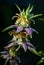 Spotted Horsemint or Bee Balm in bloom