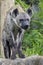 Spotted hyaena