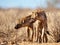 Spotted hyaena (Crocuta crocuta)