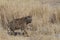 Spotted Hyaena in Etosha National Park, Namibia
