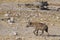 Spotted Hyaena in Etosha National Park, Namibia