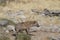 Spotted Hyaena in Etosha National Park, Namibia