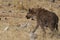 Spotted Hyaena in Etosha National Park, Namibia