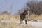 Spotted Hyaena in Etosha National Park, Namibia