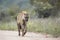 Spotted hyaena in Kruger National park, South Africa