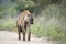 Spotted hyaena in Kruger National park, South Africa