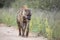 Spotted hyaena in Kruger National park, South Africa