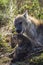 Spotted hyaena in Kruger National park, South Africa