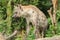 Spotted Hyaena looking. Hyaena is the largest type of hyena