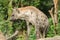 Spotted Hyaena looking. Hyaena is the largest type of hyena