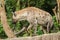 Spotted Hyaena looking. Hyaena is the largest type of hyena