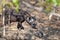 Spotted Hyaena puppy - Crocuta crocuta