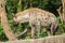 Spotted Hyaena walking on a rock. Hyaena is the largest type of hyena