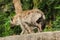 Spotted Hyaena walking on a rock. Hyaena is the largest type of hyena