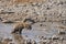 Spotted Hyaena in a waterhole in Etosha National Park, Namibia