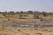 Spotted Hyaena in a waterhole in Etosha National Park, Namibia