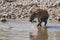 Spotted Hyaena in a waterhole in Etosha National Park, Namibia