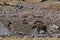 Spotted Hyaena in a waterhole in Etosha National Park, Namibia