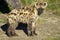 Spotted Hyena