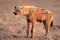 Spotted hyena