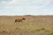 Spotted hyena, Africa