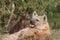 Spotted hyena black cubs and their mom in the african savannah.