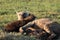 Spotted hyena black cubs and their mom in the african savannah.