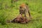 Spotted hyena chewing bones of wildebeest carcase