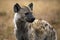 Spotted Hyena, Close-up Photo