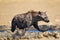 Spotted Hyena cooling down in a waterhole in the Kgalagadi