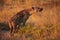 Spotted hyena Crocuta crocuta in the African savannah at sunset