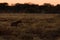 A spotted hyena (Crocuta crocuta) in the early morning, Etosha National Park, Namibia.