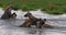 Spotted Hyena, crocuta crocuta, Group playing in Water, Masai Mara Park in Kenya,