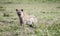 Spotted Hyena Crocuta crocuta Hunting on the Grassy Plains of the Serengeti