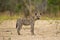 Spotted Hyena (Crocuta crocuta) looking at camera