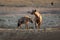 Spotted Hyena - Crocuta crocuta after meals walking in the park. Beautiful sunset in Mana Pools. Zimbabwe, looks like from the