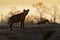 Spotted Hyena - Crocuta crocuta after meals walking in the park. Beautiful sunset in Mana Pools. Zimbabwe, looks like from the