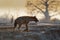 Spotted Hyena - Crocuta crocuta after meals walking in the park. Beautiful sunset in Mana Pools. Zimbabwe, looks like from the