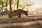 Spotted Hyena - Crocuta crocuta after meals walking in the park. Beautiful sunset in Mana Pools. Zimbabwe, looks like from the