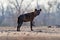 Spotted Hyena - Crocuta crocuta after meals walking in the park. Beautiful sunset in Mana Pools. Zimbabwe, looks like from the