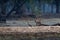 Spotted Hyena - Crocuta crocuta after meals walking in the park. Beautiful sunset in Mana Pools. Zimbabwe, looks like from the